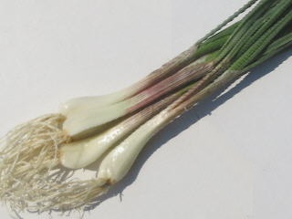 エシャレットの写真