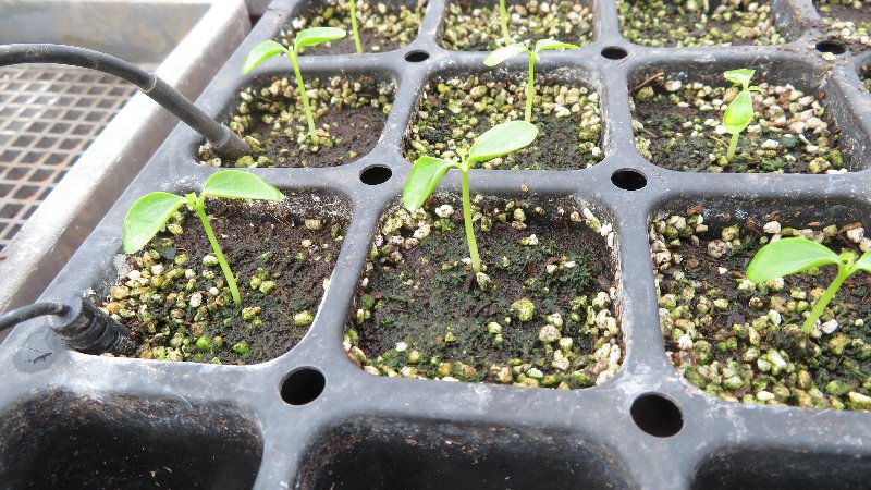 パパイヤ発芽5日目