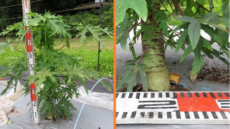 パパイヤ発芽90日目