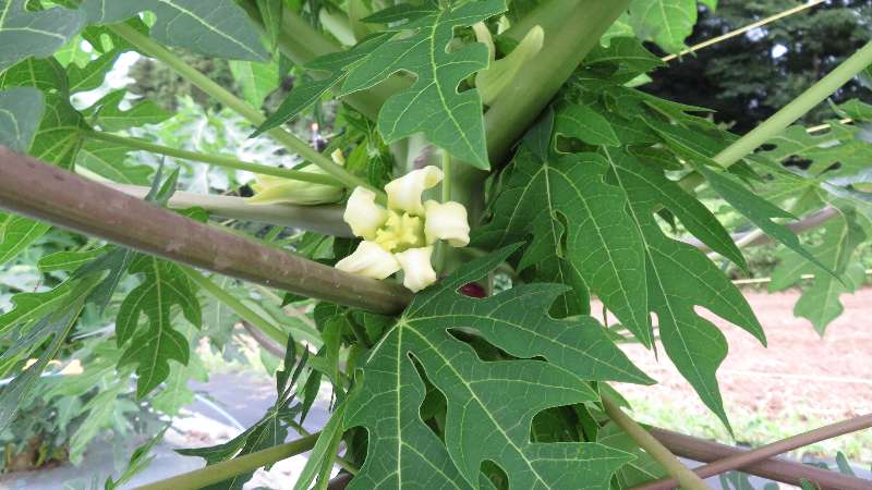 パパイヤ発芽90日目