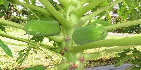 パパイヤ発芽から189日目